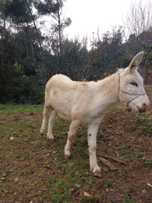 Cottage Eco-Friendly Barcelona Country Side ลา การ์ริกา ภายนอก รูปภาพ