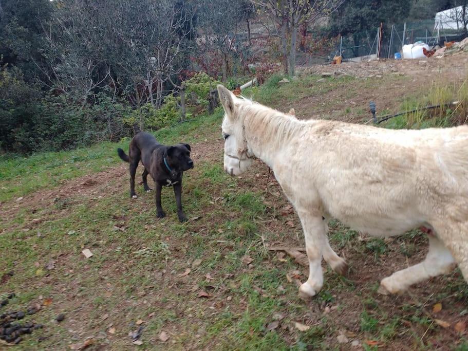 Cottage Eco-Friendly Barcelona Country Side ลา การ์ริกา ภายนอก รูปภาพ