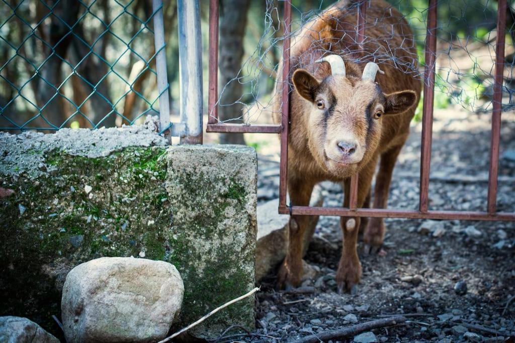 Cottage Eco-Friendly Barcelona Country Side ลา การ์ริกา ภายนอก รูปภาพ