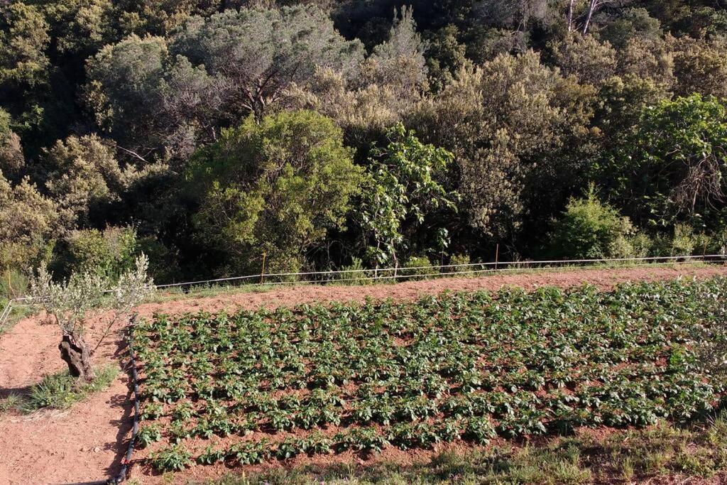 Cottage Eco-Friendly Barcelona Country Side ลา การ์ริกา ภายนอก รูปภาพ